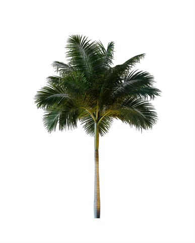 PALM TREE – Night Light