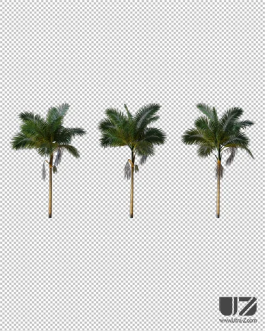 PALM TREE – Night Light