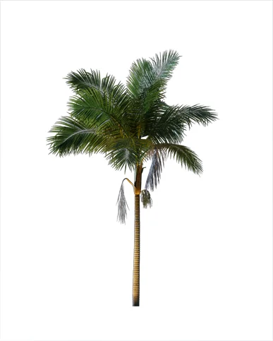 PALM TREE – Night Light