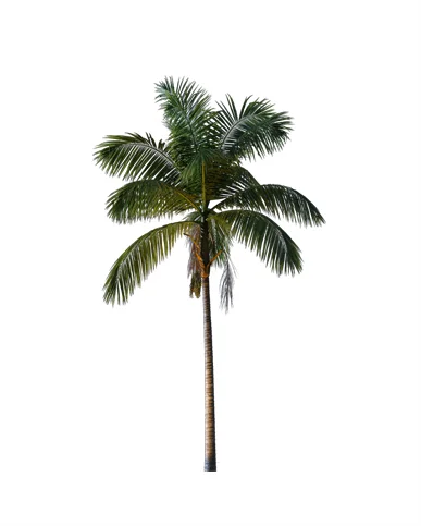 PALM TREE – Night Light