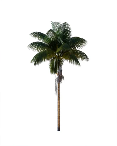 PALM TREE – Night Light