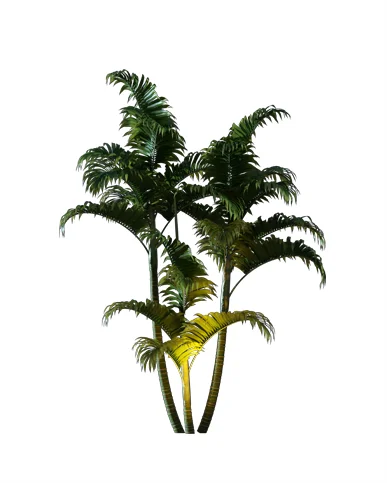 PALM TREE – Night Light