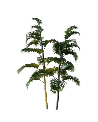 PALM TREE – Night Light