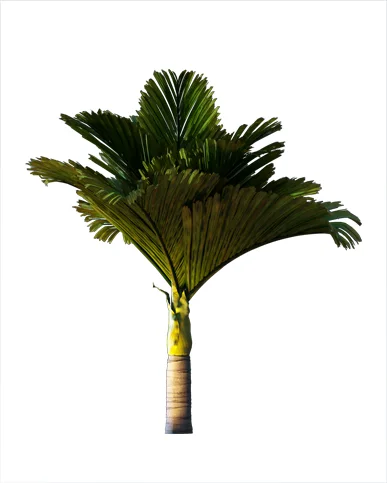 PALM TREE – Night Light