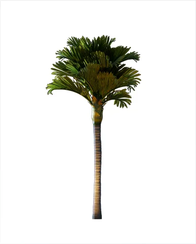 PALM TREE – Night Light