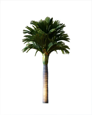 PALM TREE – Night Light