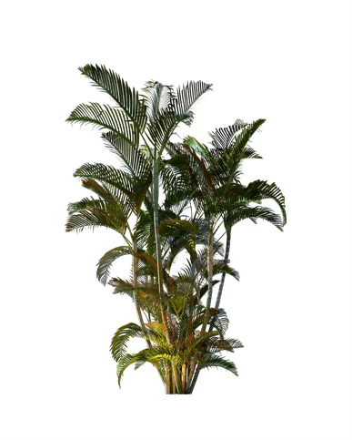 PALM TREE – Night Light