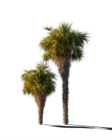 PALM TREE – Sunset Light