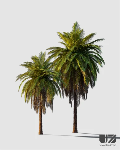 PALM TREE – Sunset Light