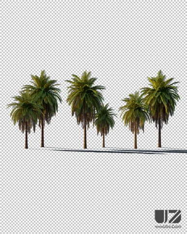 PALM TREE – Sunset Light