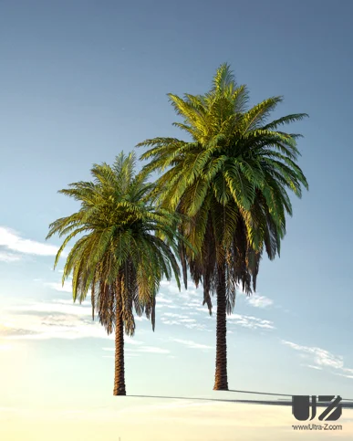 PALM TREE – Sunset Light