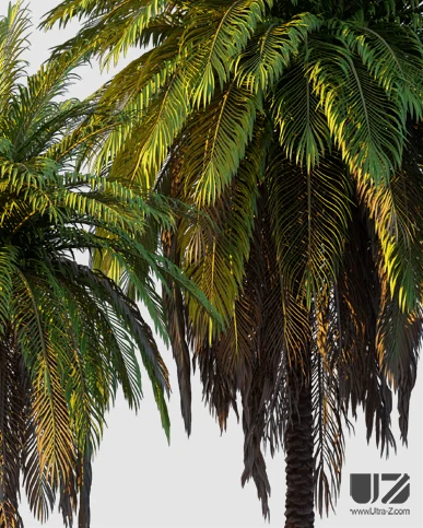 PALM TREE – Sunset Light