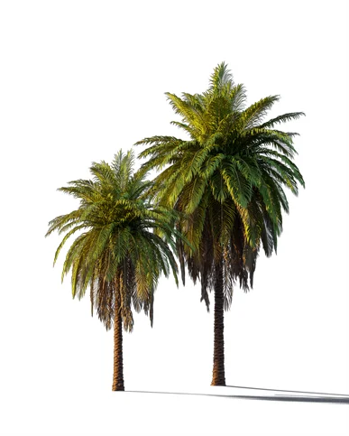 PALM TREE – Sunset Light