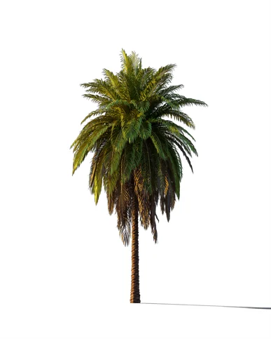 PALM TREE – Sunset Light