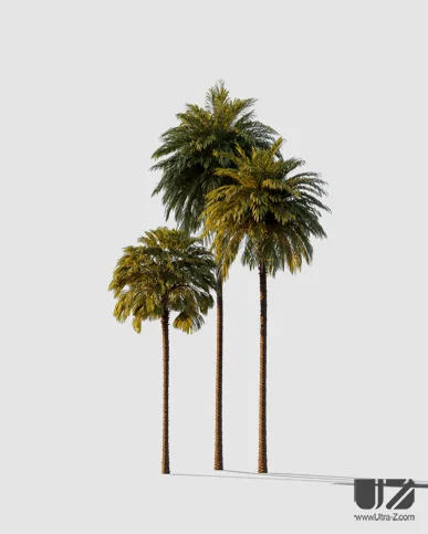 PALM TREE – Sunset Light