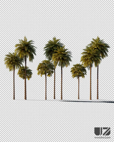 PALM TREE – Sunset Light