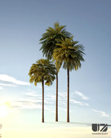 PALM TREE – Sunset Light