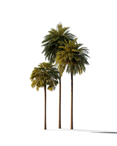 PALM TREE – Sunset Light