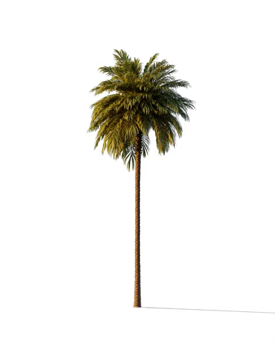 PALM TREE – Sunset Light