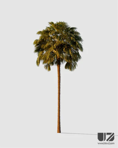 PALM TREE – Sunset Light