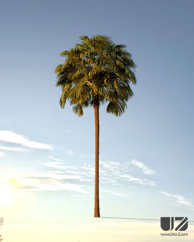 PALM TREE – Sunset Light