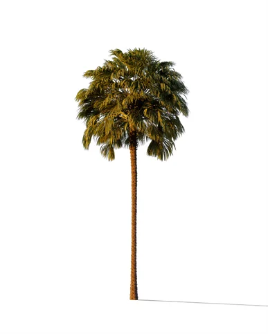 PALM TREE – Sunset Light