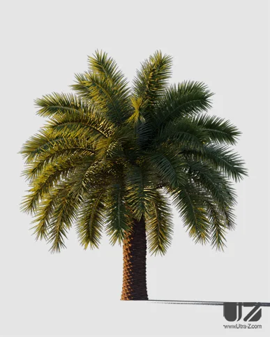 PALM TREE – Sunset Light