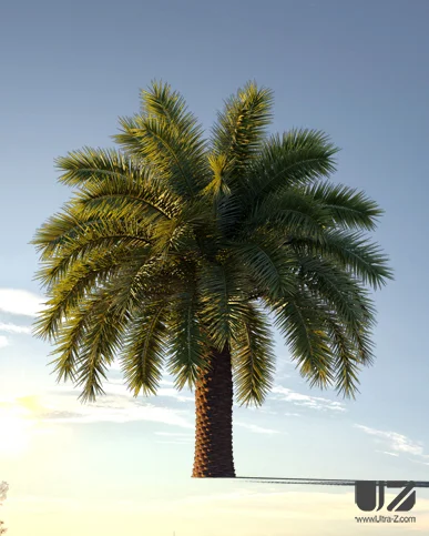 PALM TREE – Sunset Light