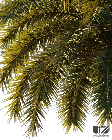 PALM TREE – Sunset Light