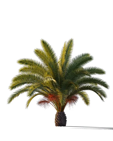 PALM TREE – Sunset Light