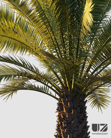 PALM TREE – Sunset Light