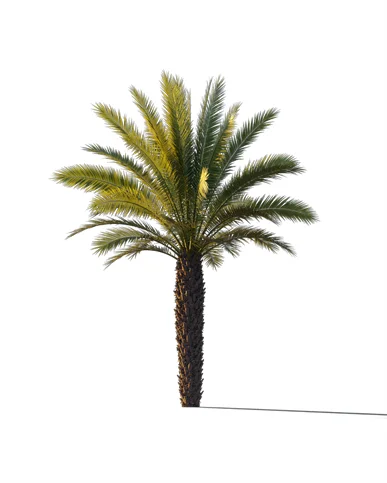 PALM TREE – Sunset Light