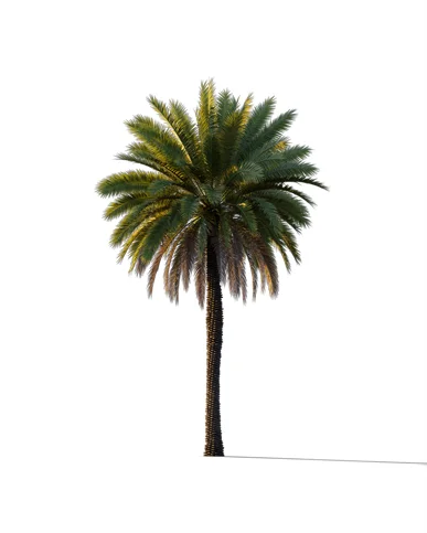 PALM TREE – Sunset Light