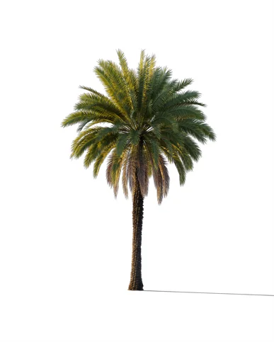 PALM TREE – Sunset Light