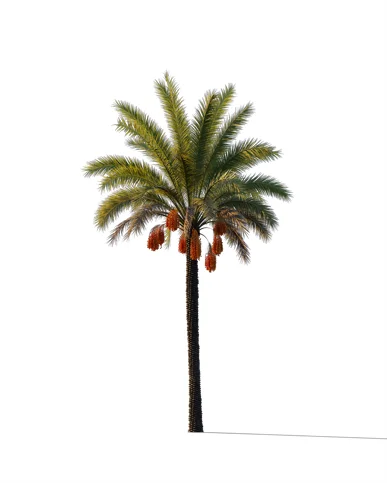 PALM TREE – Sunset Light