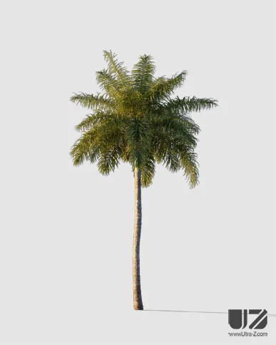 PALM TREE – Sunset Light