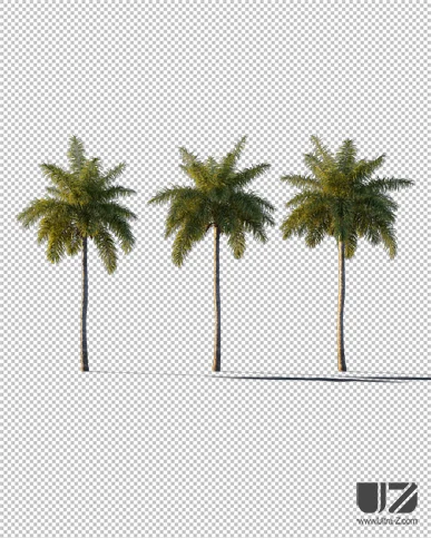 PALM TREE – Sunset Light