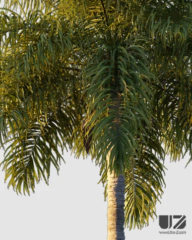 PALM TREE – Sunset Light