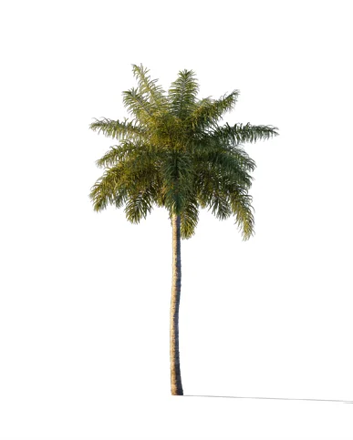 PALM TREE – Sunset Light