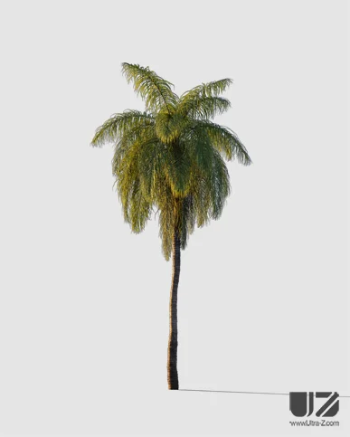 PALM TREE – Sunset Light