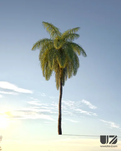 PALM TREE – Sunset Light