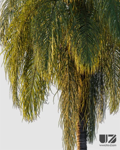 PALM TREE – Sunset Light