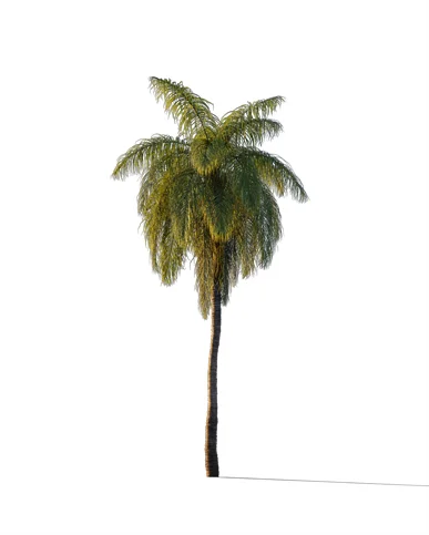 PALM TREE – Sunset Light