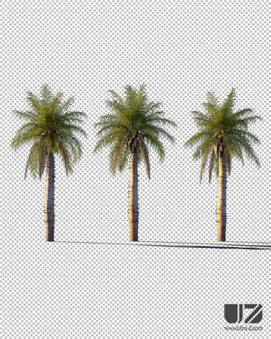 PALM TREE – Sunset Light