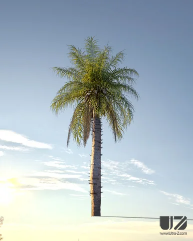 PALM TREE – Sunset Light