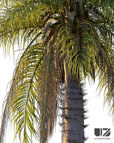 PALM TREE – Sunset Light