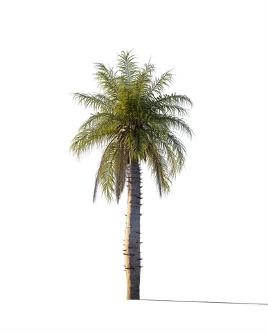 PALM TREE – Sunset Light