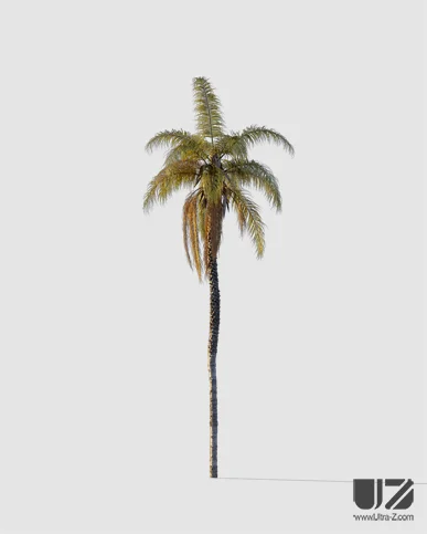 PALM TREE – Sunset Light