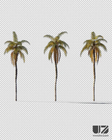 PALM TREE – Sunset Light