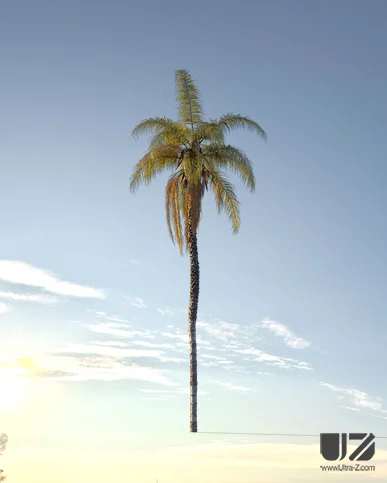 PALM TREE – Sunset Light